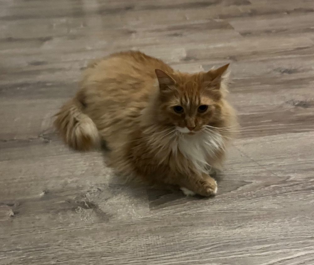 fluffy orange cat on floor with paws crossed being fancy 