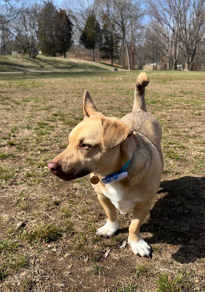 small brown dog standing on grass you can definitely tell he’s lost a pound 