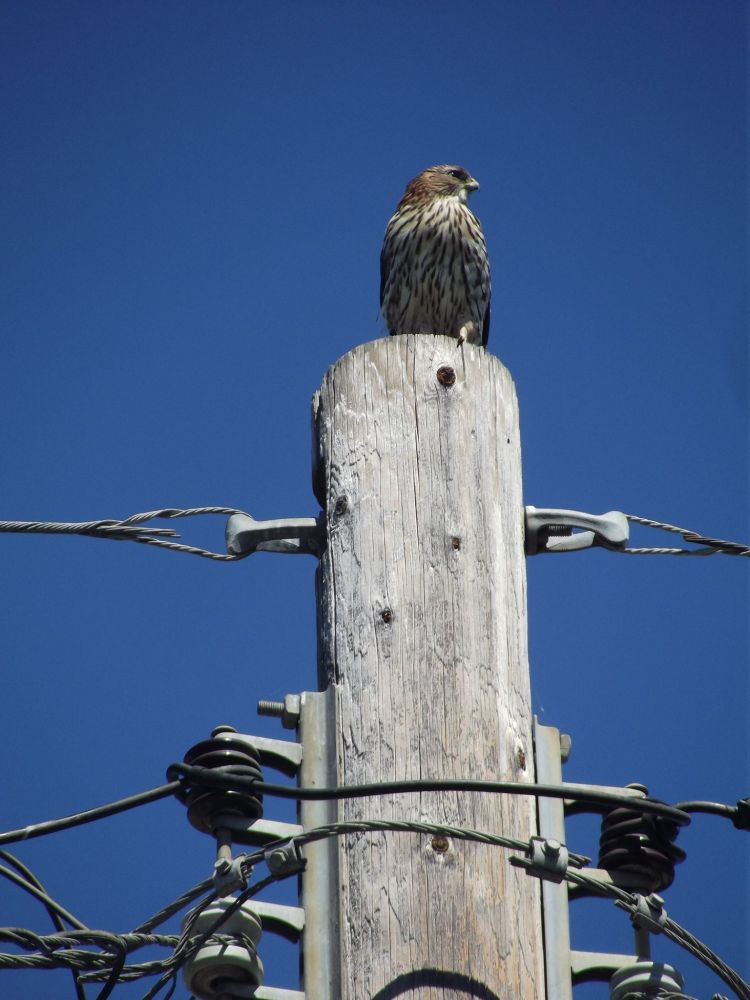 A Cooper's Hawk on a utility pole out in my backyard.