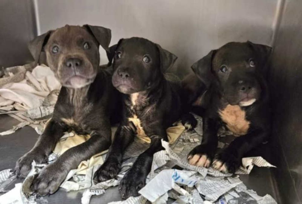 Abrigo ajuda 11 filhotes de cachorro abandonados a encontrarem um lar - ONG Olhar Animal