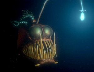 Anglerfish from Nemo