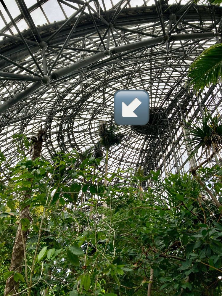 育ちすぎて網々を突き抜けてる、ゆめねつの高木