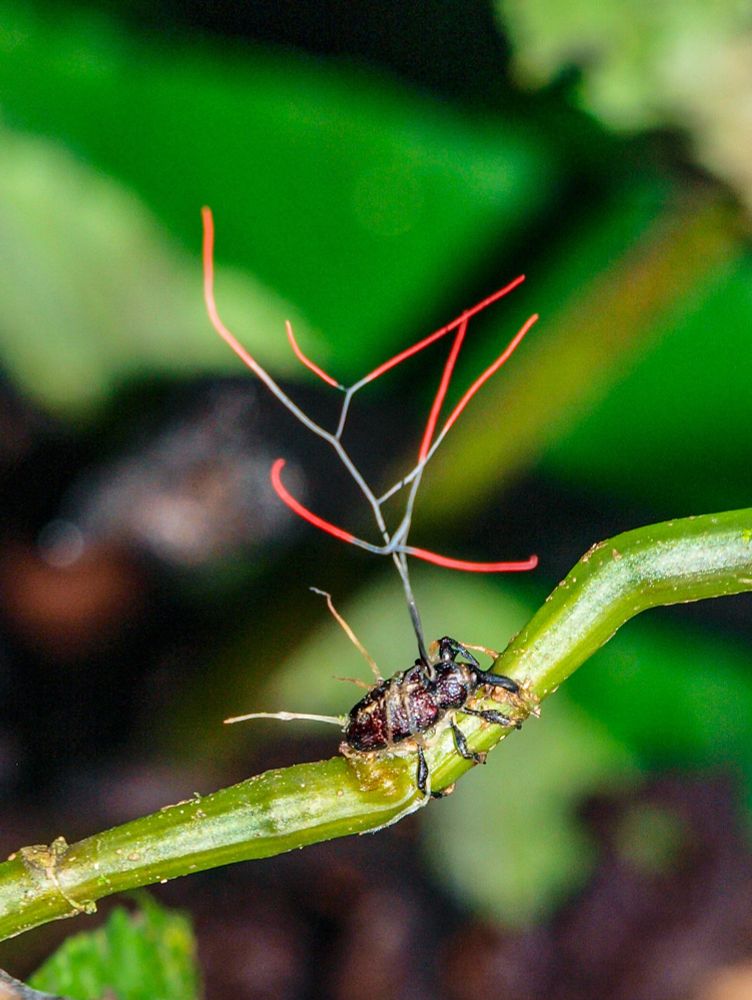 Cordyceps fungus growing out of weevil in Cusuco National Park, Honduras