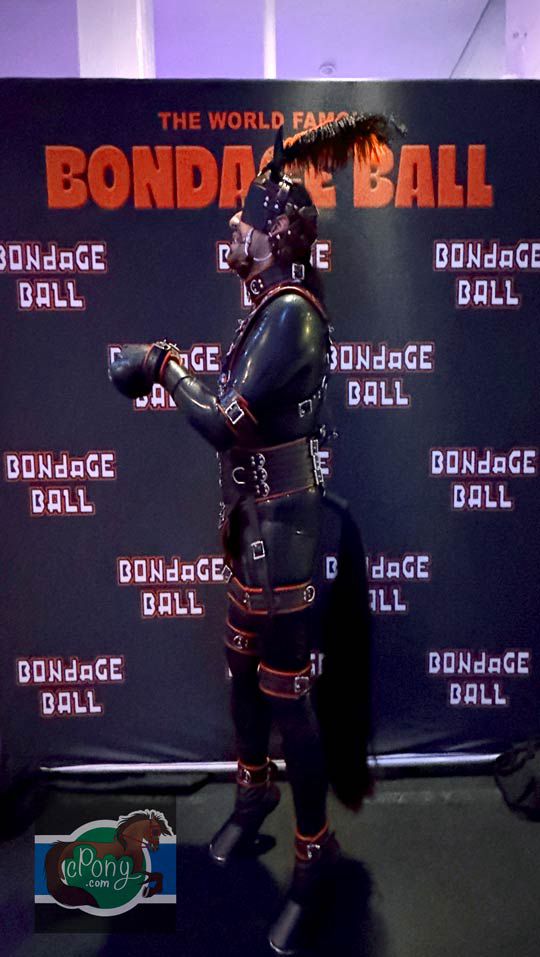 A photo of cPony at San Francisco’s Bondage Ball on July 3rd. At the Bondage Ball, cPony is posing in front of a black backdrop with Bondage Ball printed on it multiple times repeating.

cPony, a human ponyboy, is attired in a full body, tight, black latex catsuit and latex hoof gloves shined up with silicone latex polish. He is also wearing Reactor Rubber (formerly Kaysers) hoof boots which keep his heels six inches off the ground and give his feet the appearance of being hooves. 

In addition to the latex and boots, he is wearing a leather human pony full body harness that is black with red piping and red lining as well as a collar and wrist, elbow, ankle, knee, and thigh cuffs. Instead of a pony hood, cpony has a human pony bridle on (in the same black with red piping style) that sports blinders as well as a large plume made of long black and red feathers.

The bridle is holding a WTP brand bit with D-rings in his mouth. The bit is metal and has a long tongue plate to keep his tongue down, preventing talking, causing copious drooling, and stimulating the gag reflex when the reins are pulled.