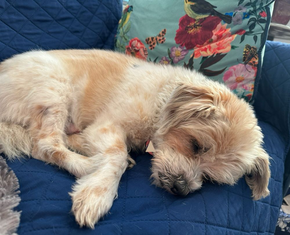 Photo of a small white and tan dog sleeping on a blue couch with a colorful pillow behind him 