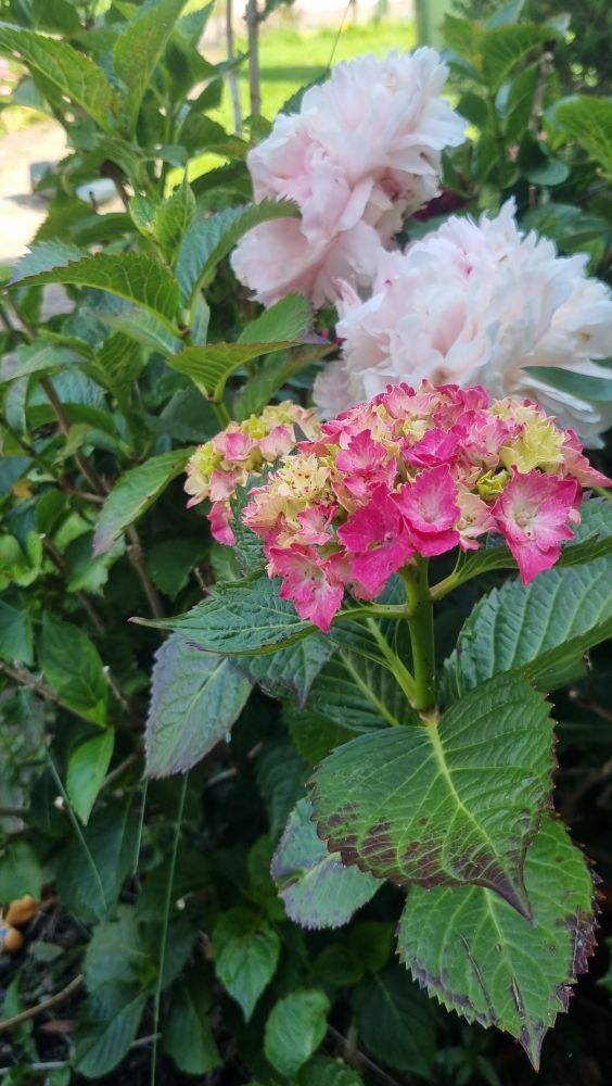 Rose bush with 2 pink white large flowered roses. And another plant, not a rose. Lots of small pink flowers.