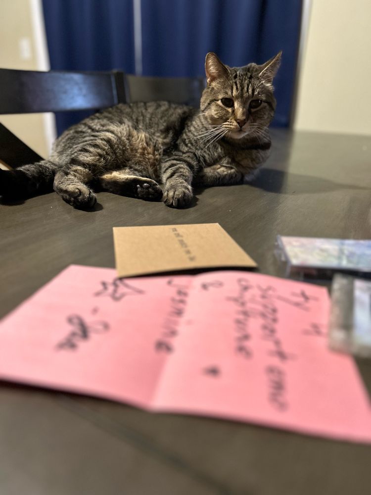 Picture of a good boy. A grey tabby cat stares directly at the camera. 