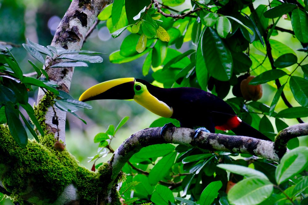 yellow throated toucan