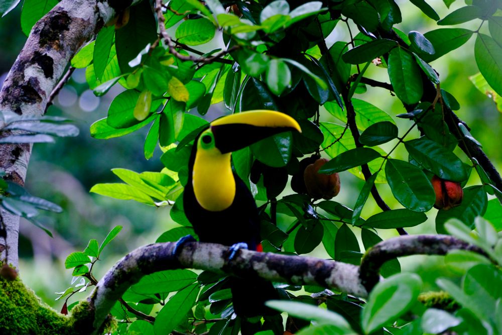 yellow throated toucan