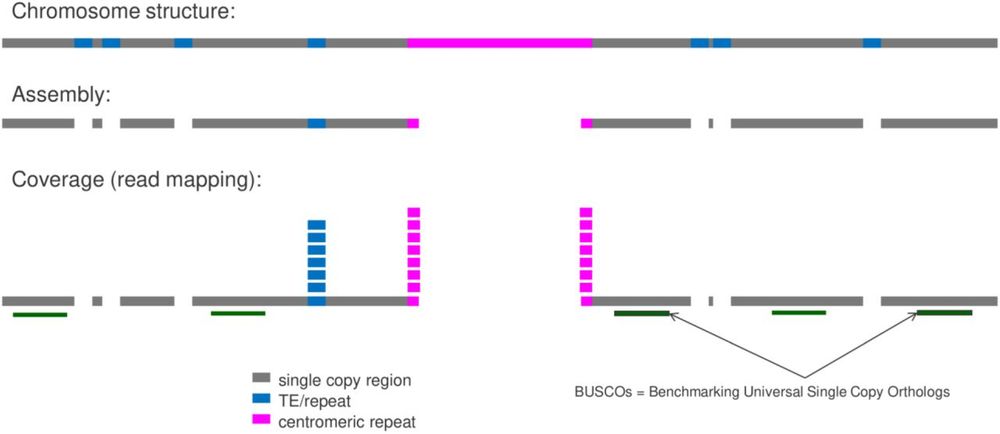 Concept of MGSE for the estimation of a genome size based on a read mapping. See https://doi.org/10.1186/s12864-025-11640-8 for details