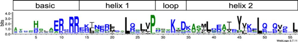 Automatic annotation of the bHLH gene family in plants - BMC Genomics