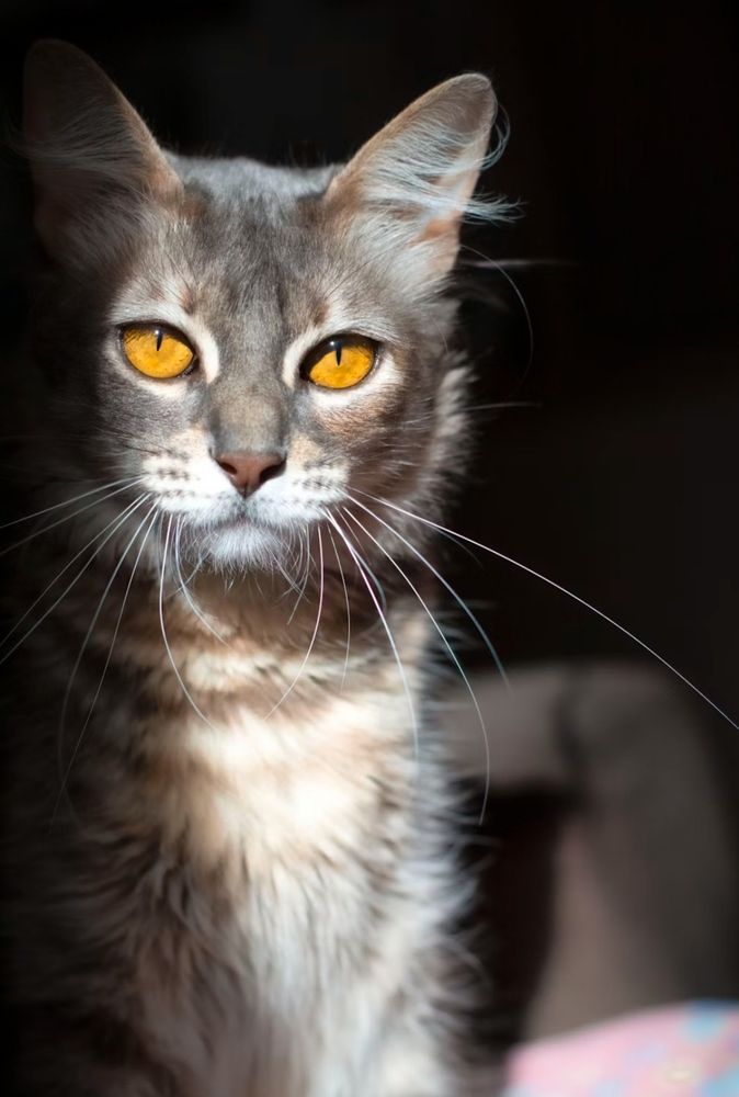 A gray and white tabby cat with beautiful orange-yellow eyes sitting.
📸: Farid Amin.