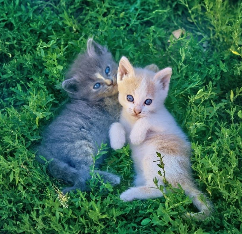 Two kittens, one gray and one orange and white, both with blue eyes, are lying in green grass. 
They are facing each other and on their sides, looking at the photographer.
📸: Farningo.