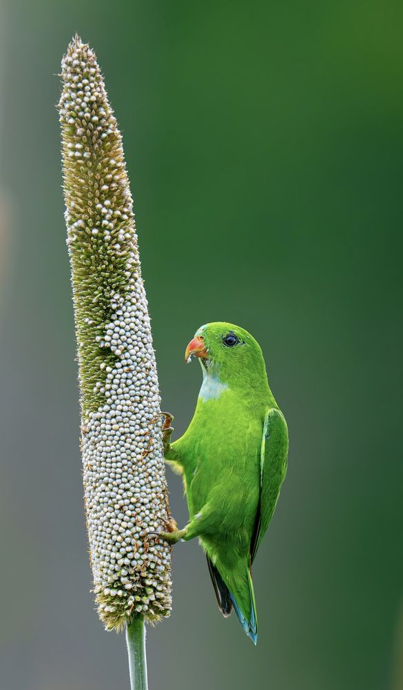 A green parakeet with an orange beak and turquoise feathers at the end of its tail, is perched on a spike of millet(?) to eat the seeds. 
📸: Jayanth Muppaneni.