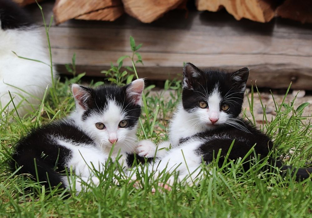 Two black and white kittens with yellow eyes are lying, facing each other, on green grass, in front of a pile of wood. 
📸: WFranz.