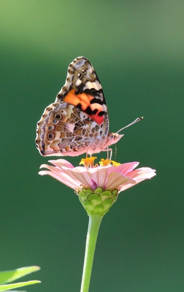 Close-up of a butterfly with brown, white, yellow, and orange wings, gathering pollen from a pink flower with a yellow center. 📸: Paul Crook.