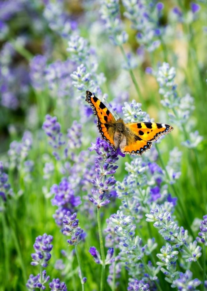 An orange and yellow butterfly with blue spots on its wingtips is gathering nectar from lavender flowers. 
📸: Leonhard_Nieder wimmer.