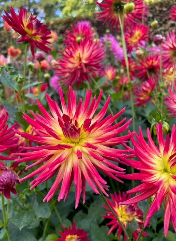 Dahlias with bright red petals (or fuchsia), and yellow towards the center of the flowers. 
📸: Karen Cann.