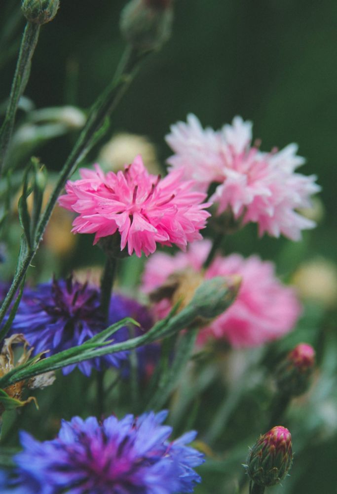 Blue and pink cornflowers (Centaurea) in a field. 
📸: Sugar Bee.