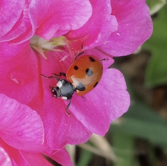 A ladybug placed on a pink geranium flower.

📸: by me. 