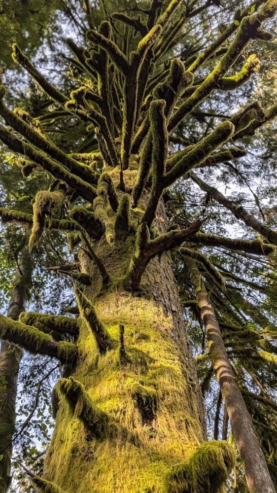 A large tree with all the lower branches over a good part of the trunk, broken and covered with moss.
📸: Atharva Patil.