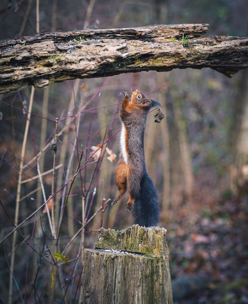 In the forest, an old tree stump with a bit of moss growing, from which a red and black squirrel jumps to a large, horizontally fallen branch above. 
The animal is completely in the air.
📸: matpaga.