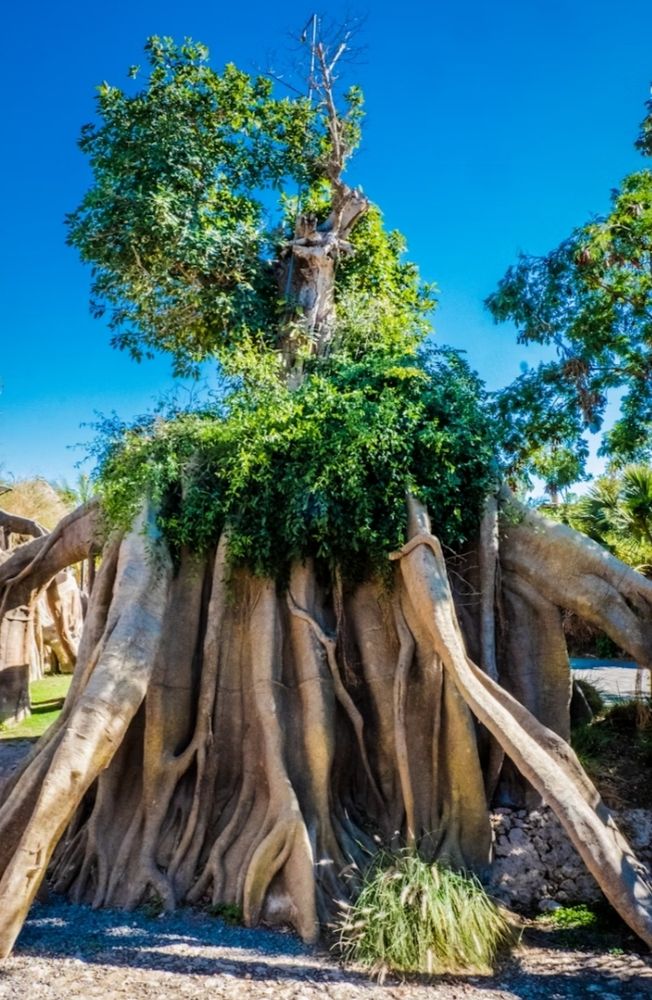 Many high and vertical external roots, and a small trunk above which the foliage leaves, some of which falls back onto the roots. 
📸: Itadaki.
