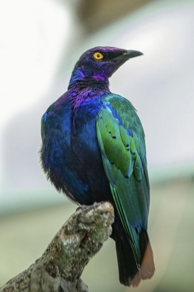 A large bird with iridescent blue, green, purple feathers and yellow eyes sits on a broken, mossy branch. (Lamprotornis purpureus - Africa)
He looks to his left. 
📸: Hassan Pasha.