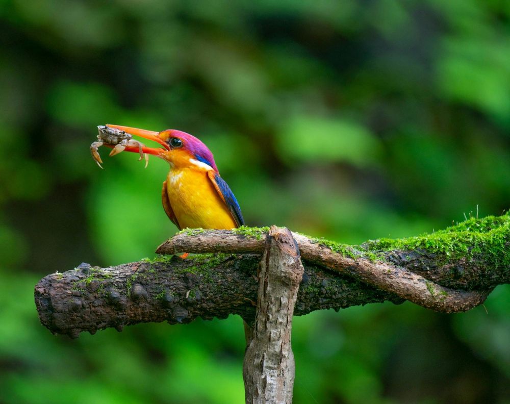 A very colorful Kingfisher (blue,yellow,orange,purple) is placed on a big branch full of moss.
He's got a little crab in his orange beak.
📸: Roshan Dadhe.