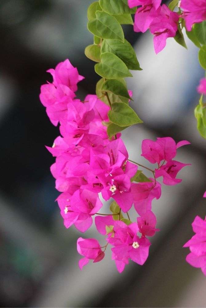 A branch of bougainvillea with fuchsia pink flowers hanging down. 
📸: HP_Production.