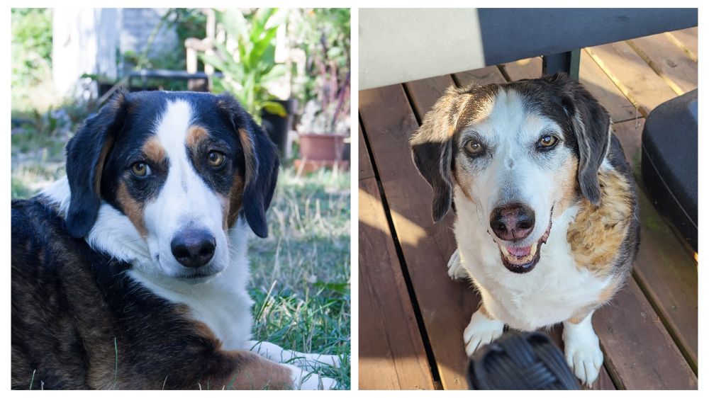 Tvær myndir af Snúði (hundi), önnur er frá ca. 2016 þegar hann var 2 ára og mjög sterkir litir í feldinum. Hin er tekin nýlega af honum 11 ára og orðinn mun ljósari í framan.