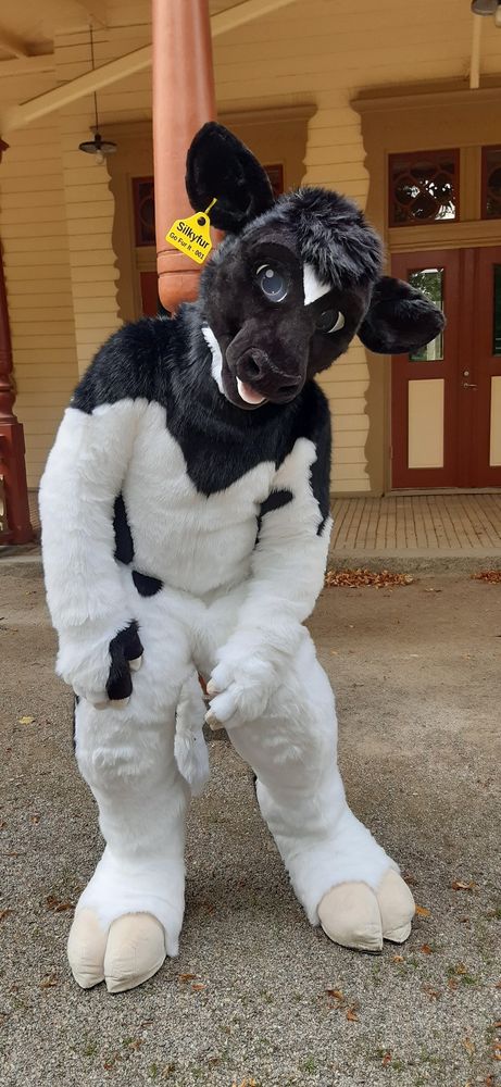 Black and white bovine fursuiter, tiliting himself slightly as if he was looking for something.