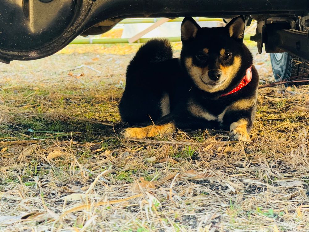 車の下に入り込んで休憩している黒い柴犬
気が済み自分で出てくるのを待つのみ