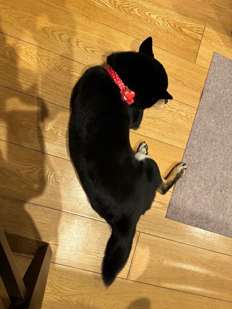 フローリングに横たわり背を向けて眠る黒い柴犬
世話主が食事を終えるのを待っている様子
この時ばかりは尻尾が伸びている