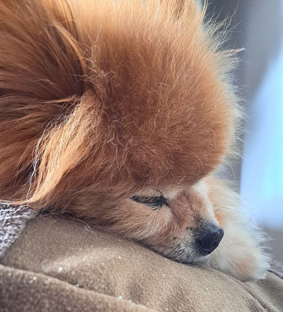 The head and front paw of a snoozing orange pomeranian dog.