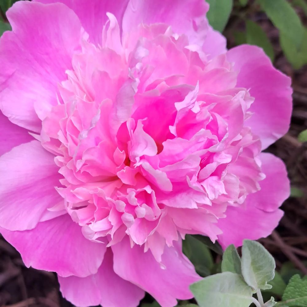 A bright pink peony flower in full bloom.