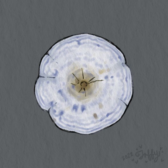 A digital illustration with pencil-texture outlines and blended ink coloring on a gray background with paper texture. The illustration is of a blue milk cap mushroom: a round white mushroom cap with an indented yellow brown center; the blue coloring forms loose rings making it look almost like a china plate.