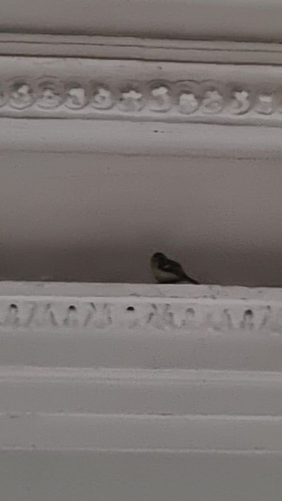 A picture taken from a distance of a small bird stuck on top of the decorative roofing in the Wren Library entrance hall.