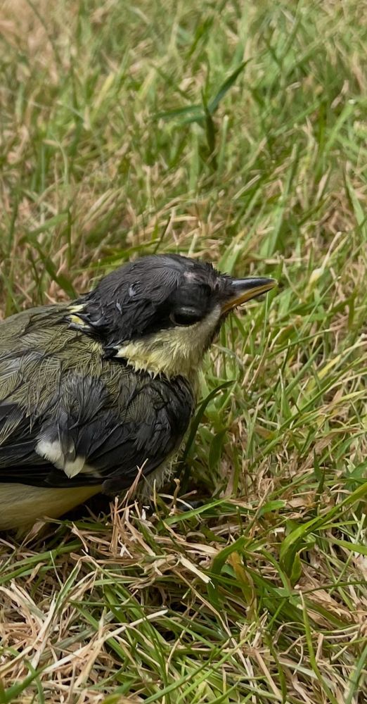 A close up picture of a bird with black and green feathers resting in the grass.