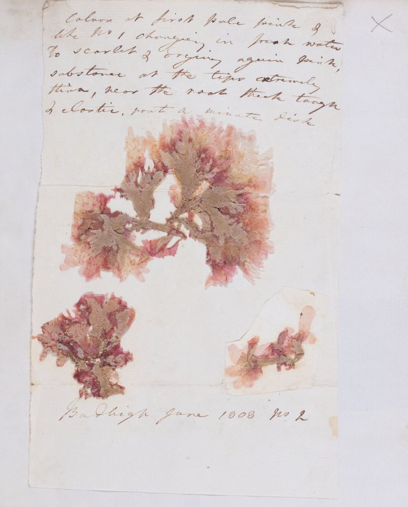 Second leaf of a letter from Amelia Griffiths containing 3 sections of a  seaweed specimen pressed and pasted onto a sheet alongside her writing.