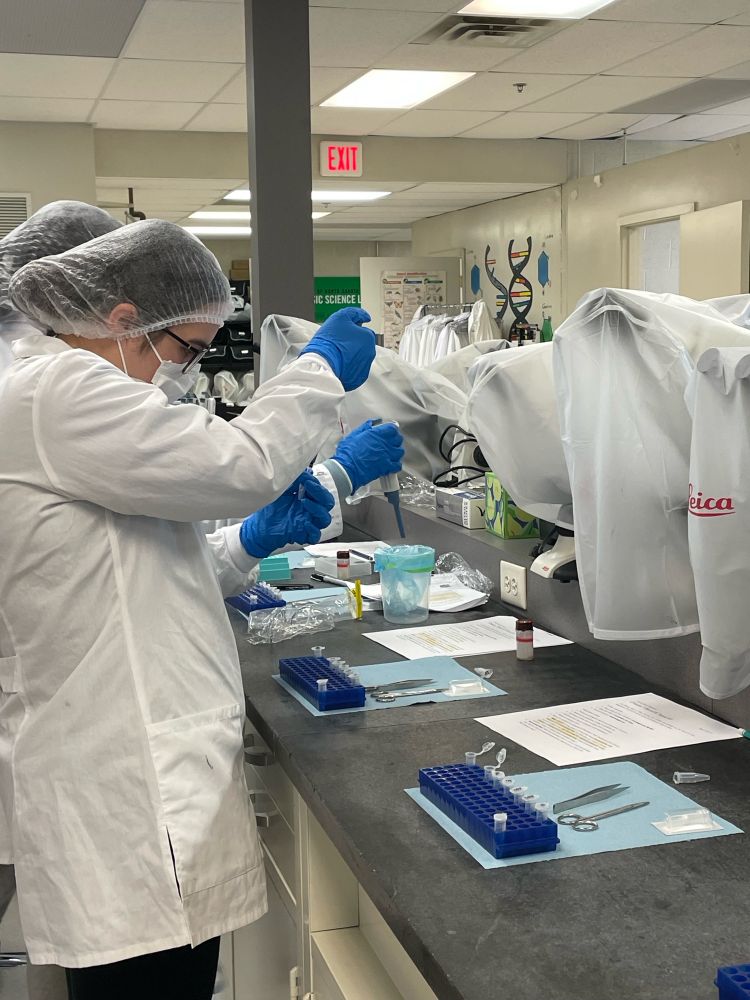 People pipetting mixture for extracting DNA from fly larvae 