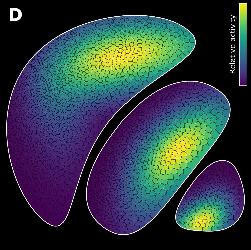 A schematic view of a slice of the basal ganglia (matplotlib figure from the book "Scientific Visualization: Python + Matplotlib" by Nicolas Rougier)