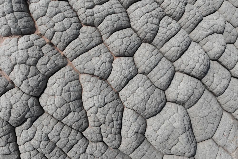 Polygonal weathering from the top. White sandstone fractured and eroded into intricate shapes