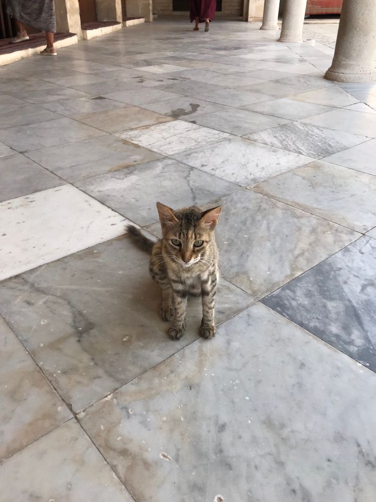 Photo d’un potit chat de quelques mois tigré gris assis sur les carreaux de marbre gris du sol de la grande mosquée de Sousse.