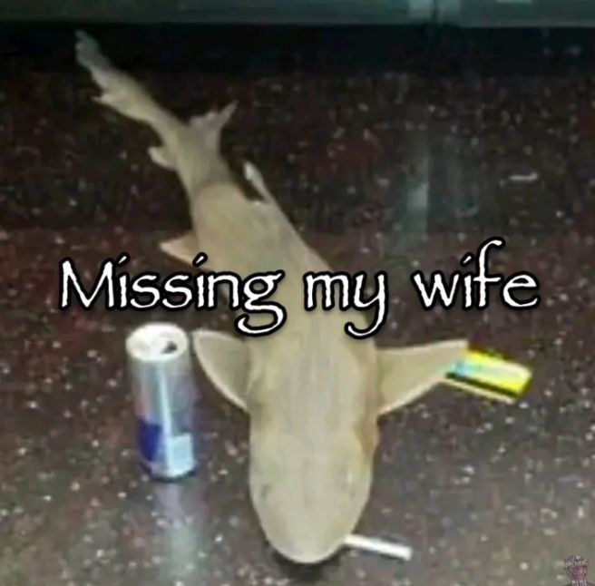 🦈: Missing my wife