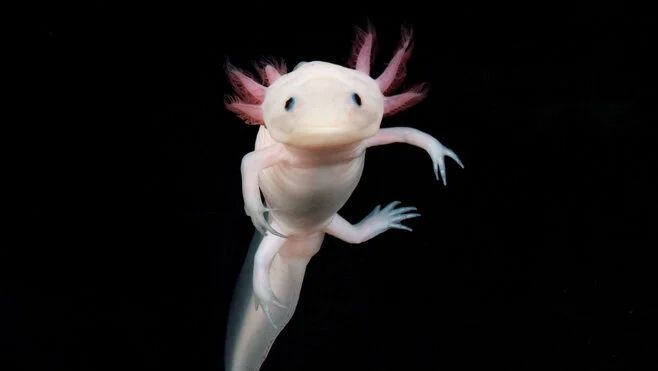 Axolotl, (c) IMP/IMBA
