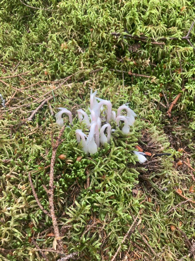 A white plant with curved shoots.