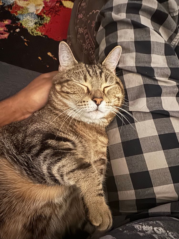 My lovable cat delilah aka Delly