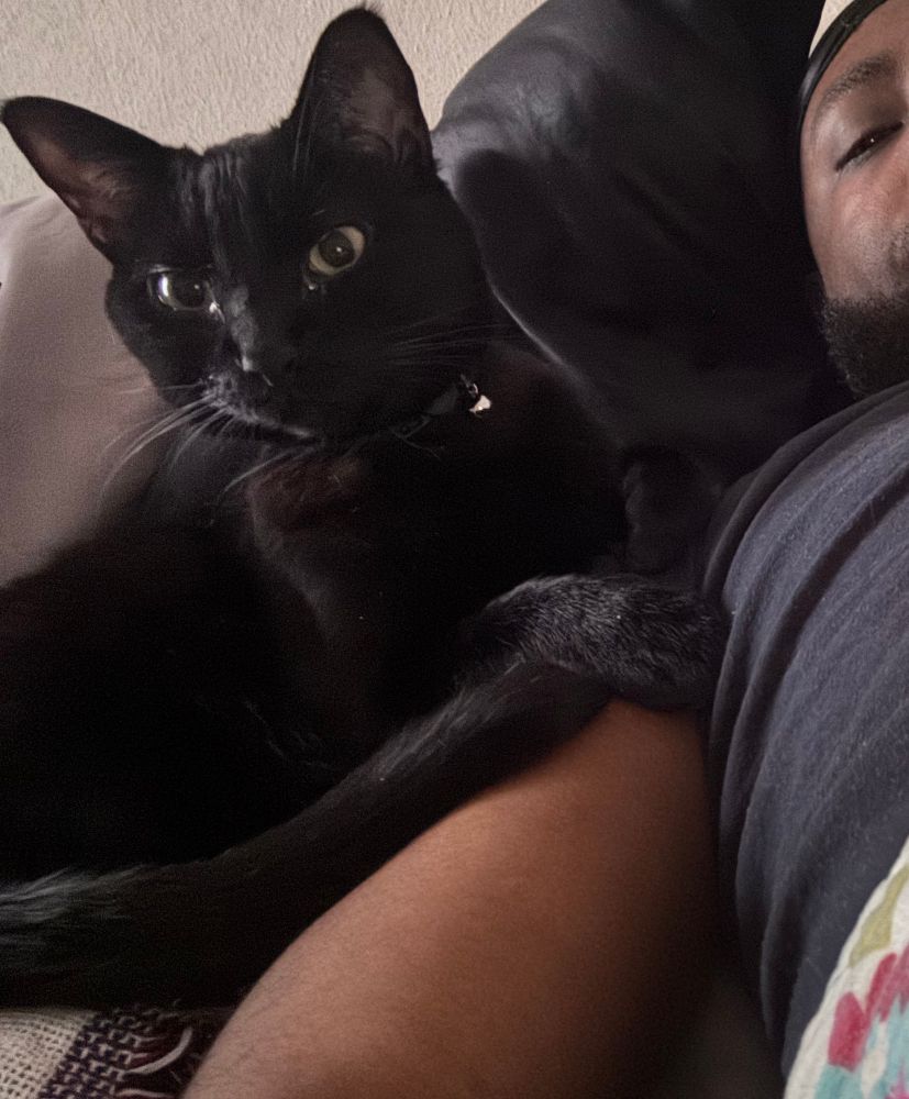 My cat sylas