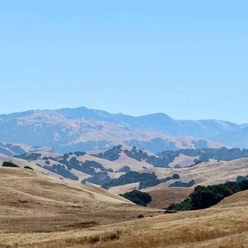 Rolling golden hills sprinkled with oak trees on a clear day.